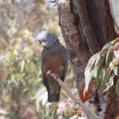 Callocephalon fimbriatum (Gang-gang Cockatoo) at Deakin, ACT - 28 Oct 2018 by JackyF