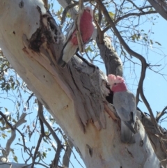 Eolophus roseicapilla (Galah) at Deakin, ACT - 26 Oct 2018 by JackyF