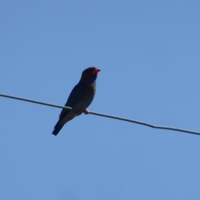 Eurystomus orientalis (Dollarbird) at Hughes, ACT - 27 Oct 2018 by JackyF