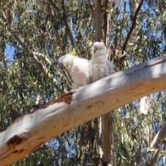 Cacatua galerita at Hughes, ACT - 27 Oct 2018