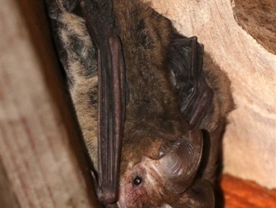 Nyctophilus geoffroyi (Lesser Long-eared Bat) at Rosedale, NSW - 26 Oct 2018 by jb2602