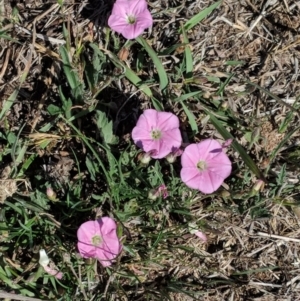 Convolvulus angustissimus subsp. angustissimus at Hughes, ACT - 27 Oct 2018 10:30 AM