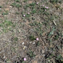 Convolvulus angustissimus subsp. angustissimus at Hughes, ACT - 27 Oct 2018 10:30 AM