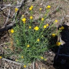 Xerochrysum viscosum (Sticky Everlasting) at Hughes, ACT - 26 Oct 2018 by JackyF