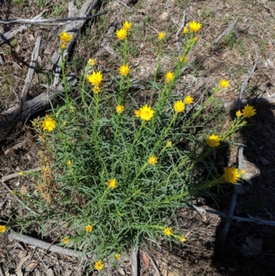 Xerochrysum viscosum (Sticky Everlasting) at Hughes, ACT - 26 Oct 2018 by JackyF