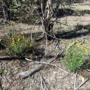 Xerochrysum viscosum at Hughes, ACT - 27 Oct 2018 10:33 AM