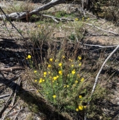 Xerochrysum viscosum at Hughes, ACT - 27 Oct 2018