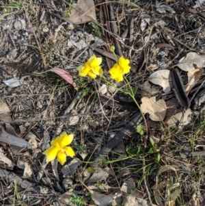 Goodenia pinnatifida at Deakin, ACT - 28 Oct 2018