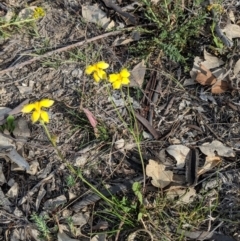 Goodenia pinnatifida at Deakin, ACT - 28 Oct 2018