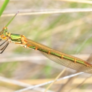 Austrolestes cingulatus at Mount Clear, ACT - 27 Oct 2018