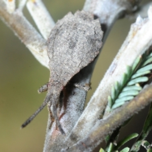 Agriopocoris sp. (genus) at Booth, ACT - 27 Oct 2018 11:45 AM