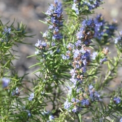 Rosmarinus officinalis (Rosemary) at Wamboin, NSW - 30 Sep 2018 by natureguy