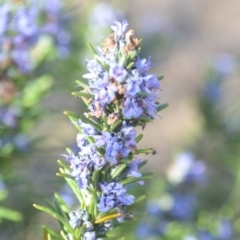 Rosmarinus officinalis at Wamboin, NSW - 30 Sep 2018