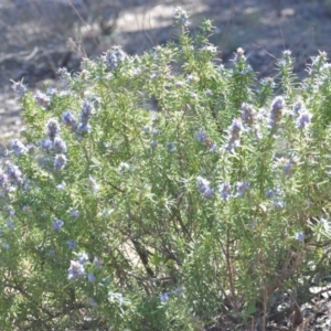 Rosmarinus officinalis at Wamboin, NSW - 30 Sep 2018