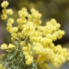 Acacia decurrens (Green Wattle) at Wamboin, NSW - 30 Sep 2018 by natureguy