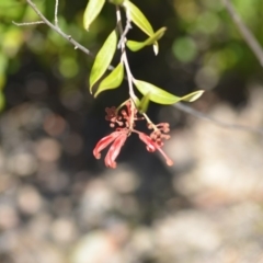 Grevillea sp. (Grevillea) at Wamboin, NSW - 30 Sep 2018 by natureguy