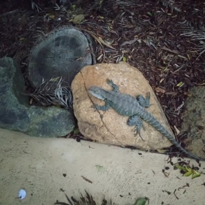 Intellagama lesueurii howittii (Gippsland Water Dragon) at Molonglo Valley, ACT - 16 Oct 2018 by RosemaryRoth