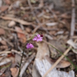 Arthropodium minus at Hackett, ACT - 20 Oct 2018