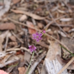 Arthropodium minus at Hackett, ACT - 20 Oct 2018