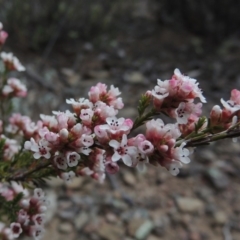 Micromyrtus ciliata (Fringed Heath-myrtle) at Tennent, ACT - 16 Oct 2018 by michaelb