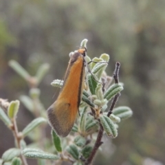 Philobota undescribed species near arabella (A concealer moth) at Tennent, ACT - 16 Oct 2018 by michaelb