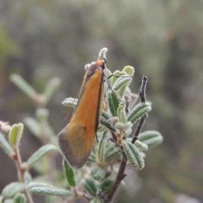 Philobota undescribed species near arabella (A concealer moth) at Tennent, ACT - 16 Oct 2018 by MichaelBedingfield