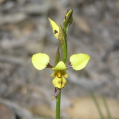 Diuris sulphurea (Tiger Orchid) at Mount Taylor - 27 Oct 2018 by MatthewFrawley