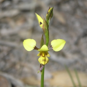 Diuris sulphurea at Kambah, ACT - suppressed