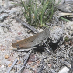 Goniaea opomaloides (Mimetic Gumleaf Grasshopper) at Mount Taylor - 28 Oct 2018 by MatthewFrawley