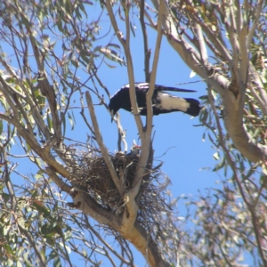 Gymnorhina tibicen at Kambah, ACT - 28 Oct 2018