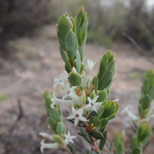 Brachyloma daphnoides at Tennent, ACT - 16 Oct 2018