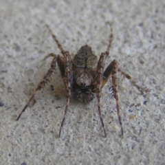 Araneus sp. (genus) (Orb weaver) at Kambah, ACT - 28 Oct 2018 by MatthewFrawley