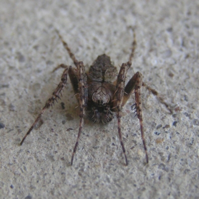 Araneus sp. (genus) (Orb weaver) at Kambah, ACT - 28 Oct 2018 by MatthewFrawley