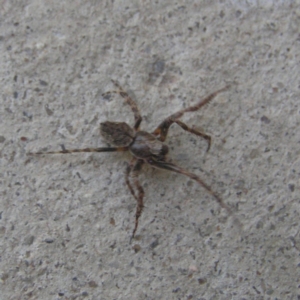 Araneus sp. (genus) at Kambah, ACT - 28 Oct 2018 12:15 PM