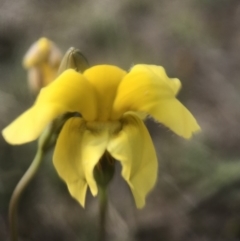 Goodenia pinnatifida (Scrambled Eggs) at Amaroo, ACT - 28 Oct 2018 by JasonC