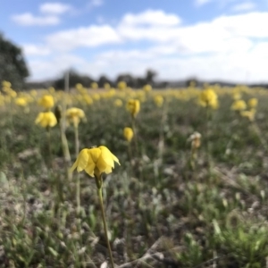 Goodenia pinnatifida at Amaroo, ACT - 29 Oct 2018