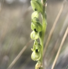 Hymenochilus bicolor (ACT) = Pterostylis bicolor (NSW) (Black-tip Greenhood) at Amaroo, ACT - 29 Oct 2018 by JasonC