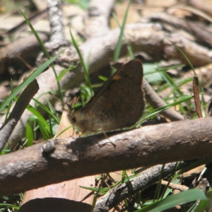 Argynnina cyrila at Paddys River, ACT - 27 Oct 2018 12:22 PM