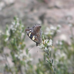 Vanessa itea (Yellow Admiral) at Kambah, ACT - 29 Oct 2018 by MatthewFrawley