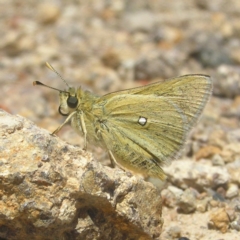 Trapezites luteus (Yellow Ochre, Rare White-spot Skipper) at Mount Taylor - 29 Oct 2018 by MatthewFrawley