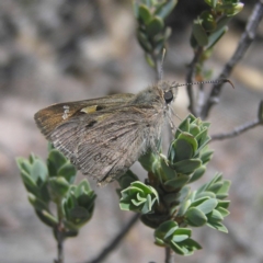 Trapezites phigalia (Heath Ochre) at Mount Taylor - 29 Oct 2018 by MatthewFrawley