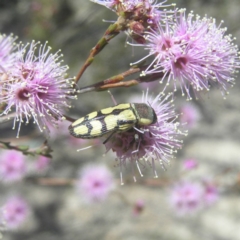 Castiarina decemmaculata (Ten-spot Jewel Beetle) at Mount Taylor - 29 Oct 2018 by MatthewFrawley