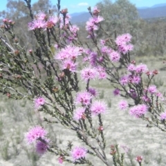 Kunzea parvifolia (Violet Kunzea) at Kambah, ACT - 29 Oct 2018 by MatthewFrawley