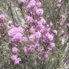 Kunzea parvifolia at Kambah, ACT - 29 Oct 2018 11:58 AM