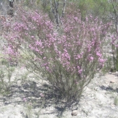 Kunzea parvifolia at Kambah, ACT - 29 Oct 2018 11:58 AM