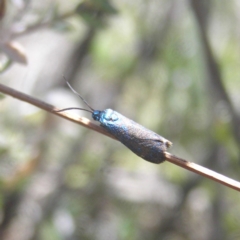 Pollanisus (genus) (A Forester Moth) at Kambah, ACT - 29 Oct 2018 by MatthewFrawley