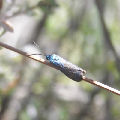 Pollanisus (genus) (A Forester Moth) at Mount Taylor - 29 Oct 2018 by MatthewFrawley