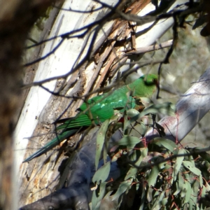 Alisterus scapularis at Googong, NSW - 27 Oct 2018