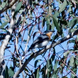 Myiagra rubecula at Googong, NSW - 27 Oct 2018