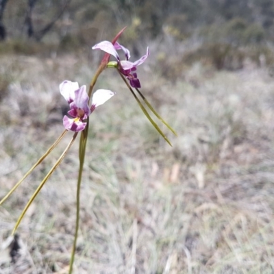 Diuris dendrobioides (Late Mauve Doubletail) at Kambah, ACT - 29 Oct 2018 by LukeMcElhinney